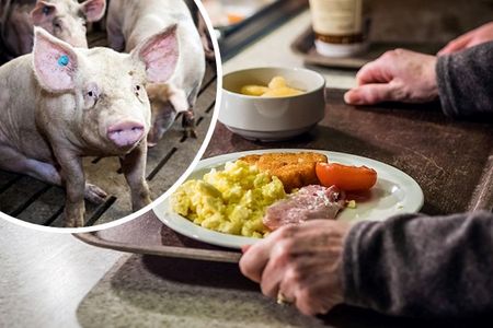 Staat und oeffentliche Einrichtungen kaufen in großen Mengen tierische Produkte fuer Kantinen und Kitas ein