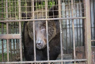 Baerin Kvitka im Kaefig auf der ukrainischen Jagdstation wurde von VIER PFOTEN gerettet