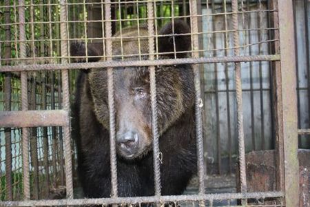 Baerin Kvitka im Kaefig auf der ukrainischen Jagdstation wurde von VIER PFOTEN gerettet