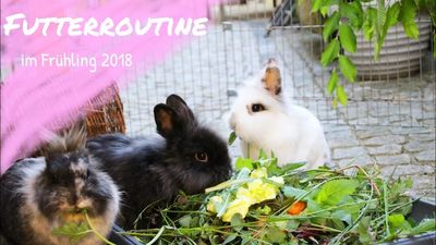 Passt doch, Kaninchen sind ja auch Veganer