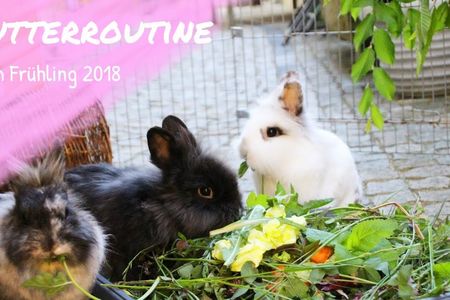 Passt doch, Kaninchen sind ja auch Veganer