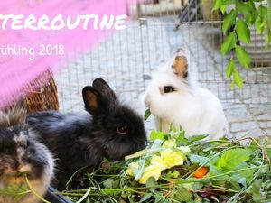 Passt doch, Kaninchen sind ja auch Veganer