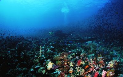Pulau Derawan Unterwasserwelt