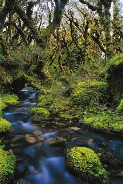 Waldlandschaft Neuseeland