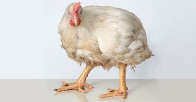 Andreas Greiner: Heinrich. Ganzkoerperportraet eines Masthahns, Digitale Fotografie 2015, Berlinische Galerie