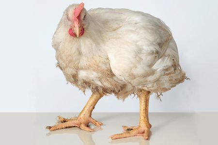 Andreas Greiner: Heinrich. Ganzkoerperportraet eines Masthahns, Digitale Fotografie 2015, Berlinische Galerie
