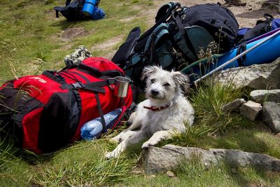 VIER PFOTEN gibt Tipps, wie der Trip ins Grüne mit eurem Hund zum Erfolg wird