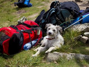 VIER PFOTEN gibt Tipps, wie der Trip ins Grüne mit eurem Hund zum Erfolg wird VIER PFOTEN gibt Tipps, wie der Trip ins Grüne mit eurem Hund zum Erfolg wird
