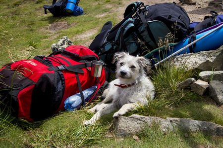 VIER PFOTEN gibt Tipps, wie der Trip ins Grüne mit eurem Hund zum Erfolg wird