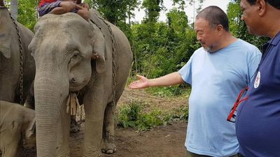 Der Kuenstler zeigt sich beunruhigt ueber die Zukunft der Tiere. Ai Weiwei und Dr. Amir Khalil von VIER PFOTEN mit Elefanten
