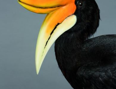 Vögel spielen in den Kulturen weltweit eine wichtige Rolle