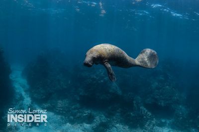 Manatis in Yucatán. Die zwei Meter langen und 250 kg schweren Tiere wurden von europaeischen Entdeckern fuer Meerjungfrauen gehalten