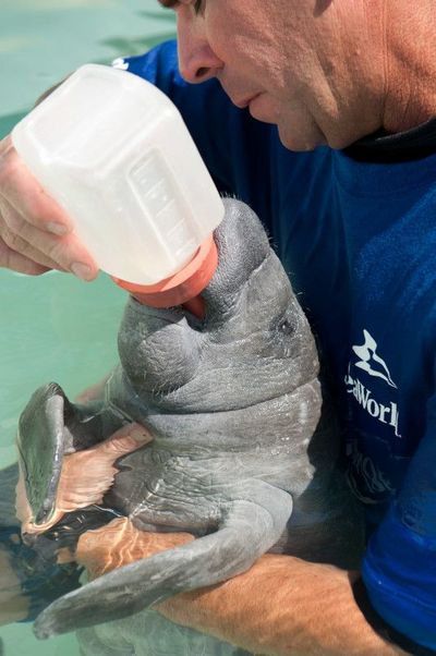 Manatis-Babys werden mit der Hand aufgezogen