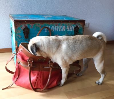 Mops auf Reisen