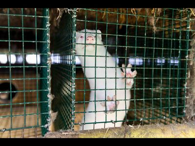Weltweit werden jaehrlich etwa 100 Millionen Nerze, Marderhunde und Fuechse wegen ihres Pelzes getoetet