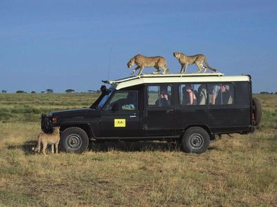 Auf Safari