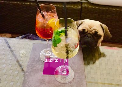 Unser Reise Mops Adele freut sich auf viele Sonnenstunden in Basel