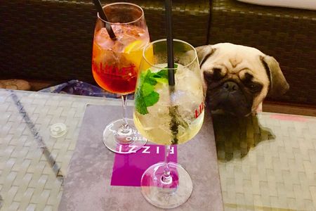 Unser Reise Mops Adele freut sich auf viele Sonnenstunden in Basel