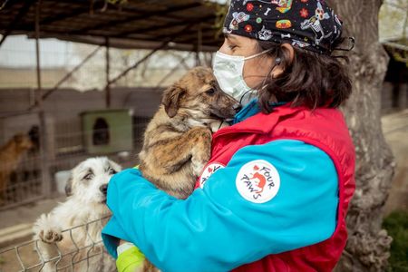 Tausende Streuner in Europa koennten verhungern