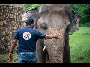 Endlich Hoffnung fuer Kaavan, den einsamsten Elefanten der Welt