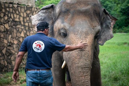 Endlich Hoffnung fuer Kaavan, den einsamsten Elefanten der Welt