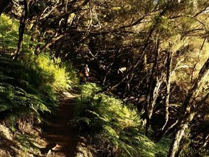 Der Lorbeerwald auf Madeira ist wie eine verwunschene Maerchenlandschaft Der Lorbeerwald auf Madeira ist wie eine verwunschene Maerchenlandschaft
