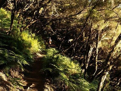 Der Lorbeerwald auf Madeira ist wie eine verwunschene Maerchenlandschaft