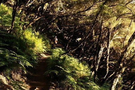 Der Lorbeerwald auf Madeira ist wie eine verwunschene Maerchenlandschaft