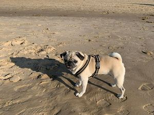 Nach dem Sommer am Strand, freut sich Mops Adele nun auf das Bergwandern im Tölzer Land Nach dem Sommer am Strand, freut sich Mops Adele nun auf das Bergwandern im Tölzer Land