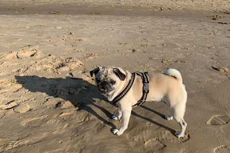 Nach dem Sommer am Strand, freut sich Mops Adele nun auf das Bergwandern im Tölzer Land