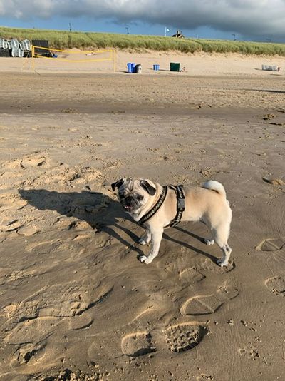 Nach dem Sommer am Strand, freut sich Mops Adele nun auf das Bergwandern im Tölzer Land