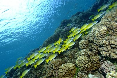 Hochzeitszeremonie auf Tahiti Hochzeitszeremonie auf Tahiti