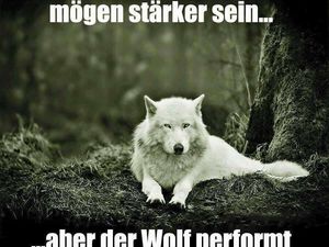 Donald Trump der Wolf zieht in den Medienkrieg Donald Trump der Wolf zieht in den Medienkrieg