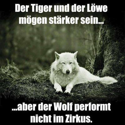 Donald Trump der Wolf zieht in den Medienkrieg