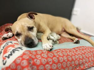 Tiere die eine zweite Chance mehr als verdient haben, denn Tiere aus dem Tierheim haben so viel zu geben Tiere die eine zweite Chance mehr als verdient haben, denn Tiere aus dem Tierheim haben so viel zu geben