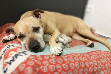 Tiere die eine zweite Chance mehr als verdient haben, denn Tiere aus dem Tierheim haben so viel zu geben