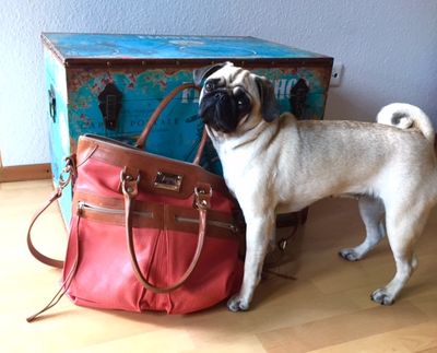 Erzaehlt uns der Mops die besseren Geschichten