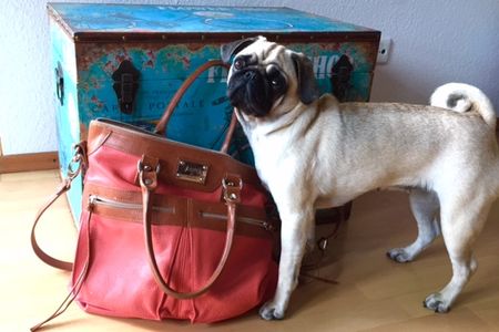 Erzaehlt uns der Mops die besseren Geschichten