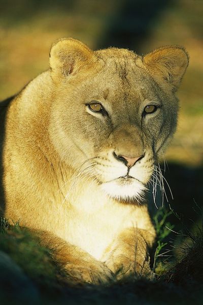 Lejonhona Loewensafari