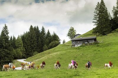 Glueckliche Kuehe in Tirol