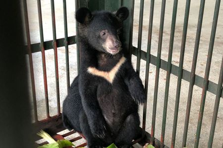 VIER PFOTEN rettet zwei Baerenjunge aus illegalem Wildtierhandel in Vietnam