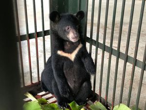 VIER PFOTEN rettet zwei Baerenjunge aus illegalem Wildtierhandel in Vietnam VIER PFOTEN rettet zwei Baerenjunge aus illegalem Wildtierhandel in Vietnam