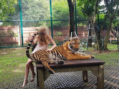 VIER PFOTEN Statement zum Start von Tiger King 2 auf Netflix und dem Leid von Tigern und anderen Großkatzen in Gefangenschaft