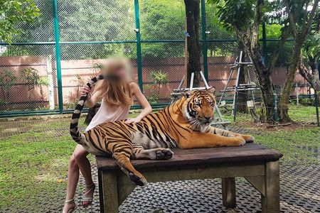 VIER PFOTEN Statement zum Start von Tiger King 2 auf Netflix und dem Leid von Tigern und anderen Großkatzen in Gefangenschaft
