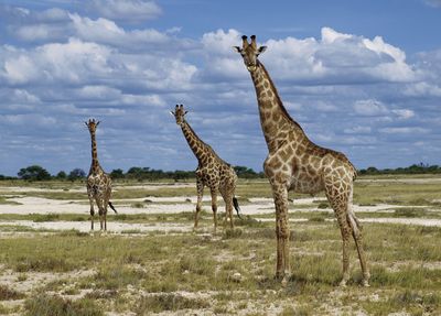 Stolze Giraffen