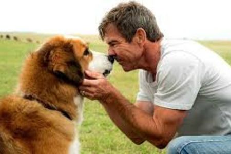 BAILEY – EIN HUND KEHRT ZURUECK