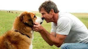 BAILEY – EIN HUND KEHRT ZURUECK BAILEY – EIN HUND KEHRT ZURUECK