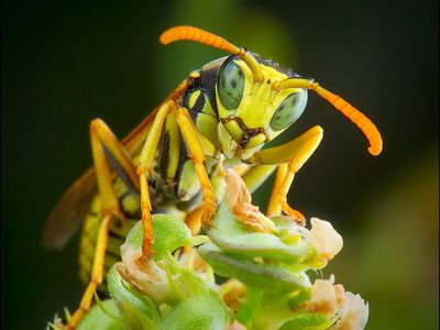 Nur keine Angst im Sommer vor Wepen