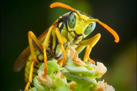 Nur keine Angst im Sommer vor Wepen
