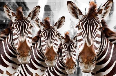 Urban Animals Widder - Fotokunst Norbert Schaefer